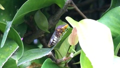 Homalodisca ichthyocephala