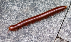 Thyropygus allevatus