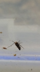 Zapyrastra calliphana