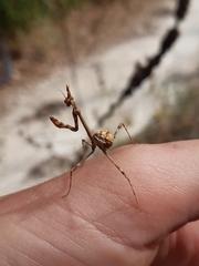 Empusa pennata