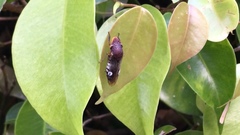 Homalodisca ichthyocephala