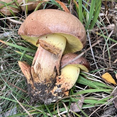 Butyriboletus appendiculatus
