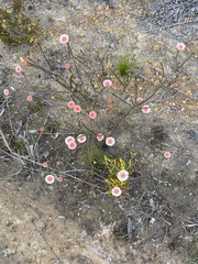 Actinodium cunninghamii