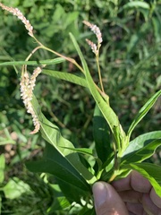 Persicaria attenuata