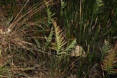 Telmatoblechnum indicum