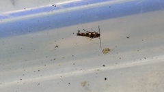 Zapyrastra calliphana