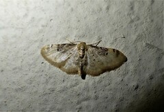 Idaea filicata