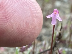 Utricularia tenella