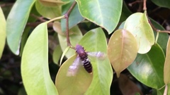 Homalodisca ichthyocephala