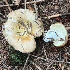 Russula ochroleuca