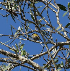 Phylidonyris niger