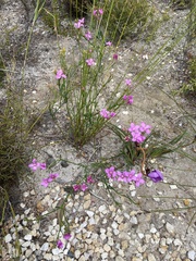 Boronia spathulata