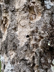 Agrilus planipennis