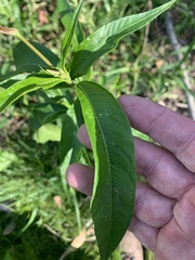 Persicaria attenuata