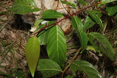 Glochidion sumatranum
