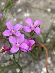 Boronia spathulata