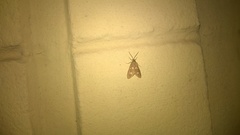 Dysauxes famula