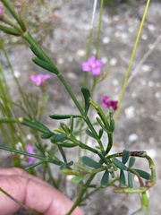 Boronia spathulata