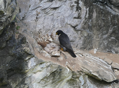 Falco peregrinus macropus