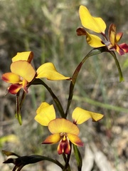 Diuris corymbosa