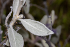Solanum lasiophyllum