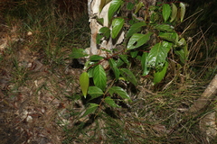 Glochidion sumatranum