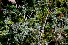 Cladonia furcata