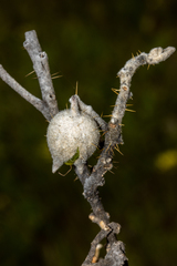 Solanum lasiophyllum