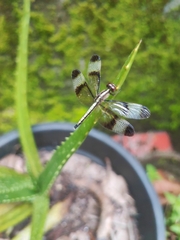 Neurothemis tullia