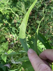 Persicaria attenuata