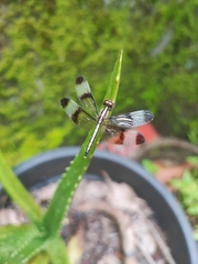 Neurothemis tullia