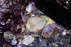 Monetaria annulus