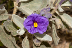Solanum lasiophyllum