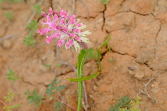 Lachenalia anguinea