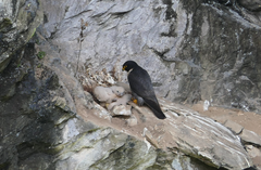 Falco peregrinus macropus