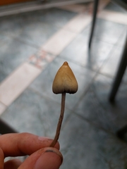 Psilocybe semilanceata
