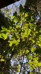 Brachychiton acerifolius