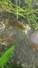 Xiphophorus hellerii