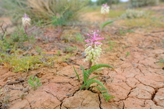 Lachenalia anguinea