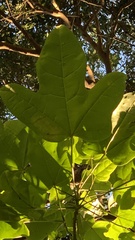 Brachychiton acerifolius