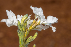 Lechenaultia galactites