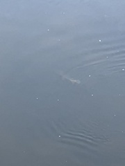 Lepisosteus osseus