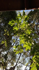 Brachychiton acerifolius