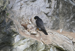 Falco peregrinus macropus