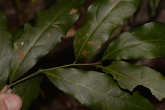 Lauraceae