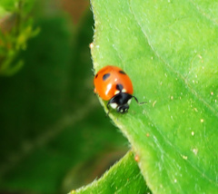 Coccinella quinquepunctata