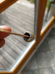 Psilocybe semilanceata