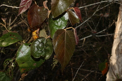 Commersonia bartramia