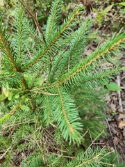 Picea