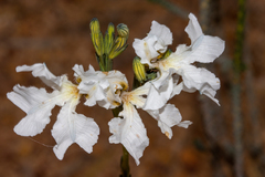 Lechenaultia galactites